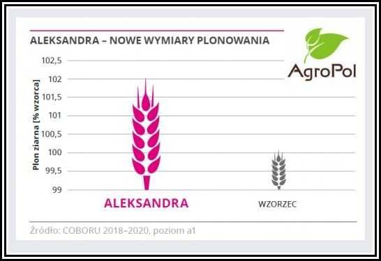 Jęczmień Ozimy ALEKSANDRA - rekordowy Plon Nasiona IGP Dalgety