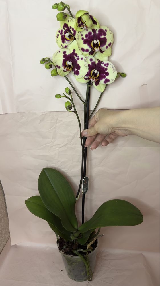 Орхідеї двогілкові