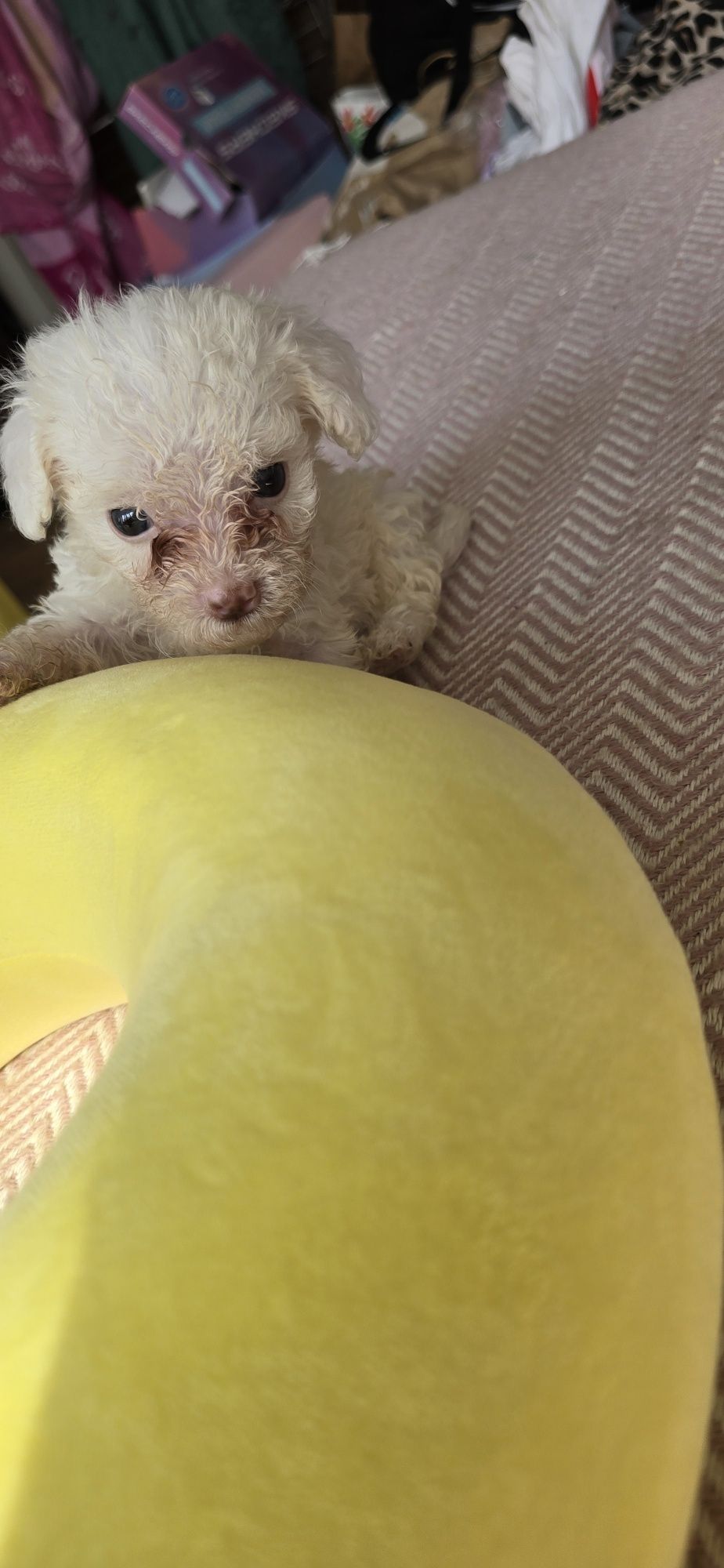Malutki Maltipoo