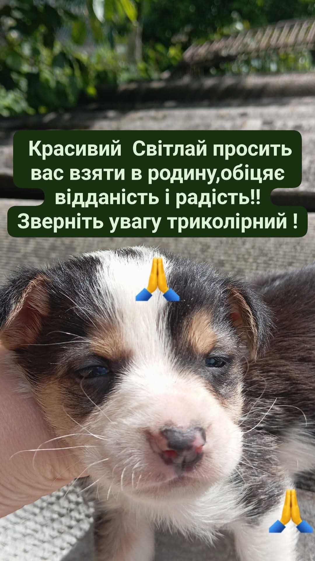Візьміть собаку чоловічого роду триколірну щастя приносить