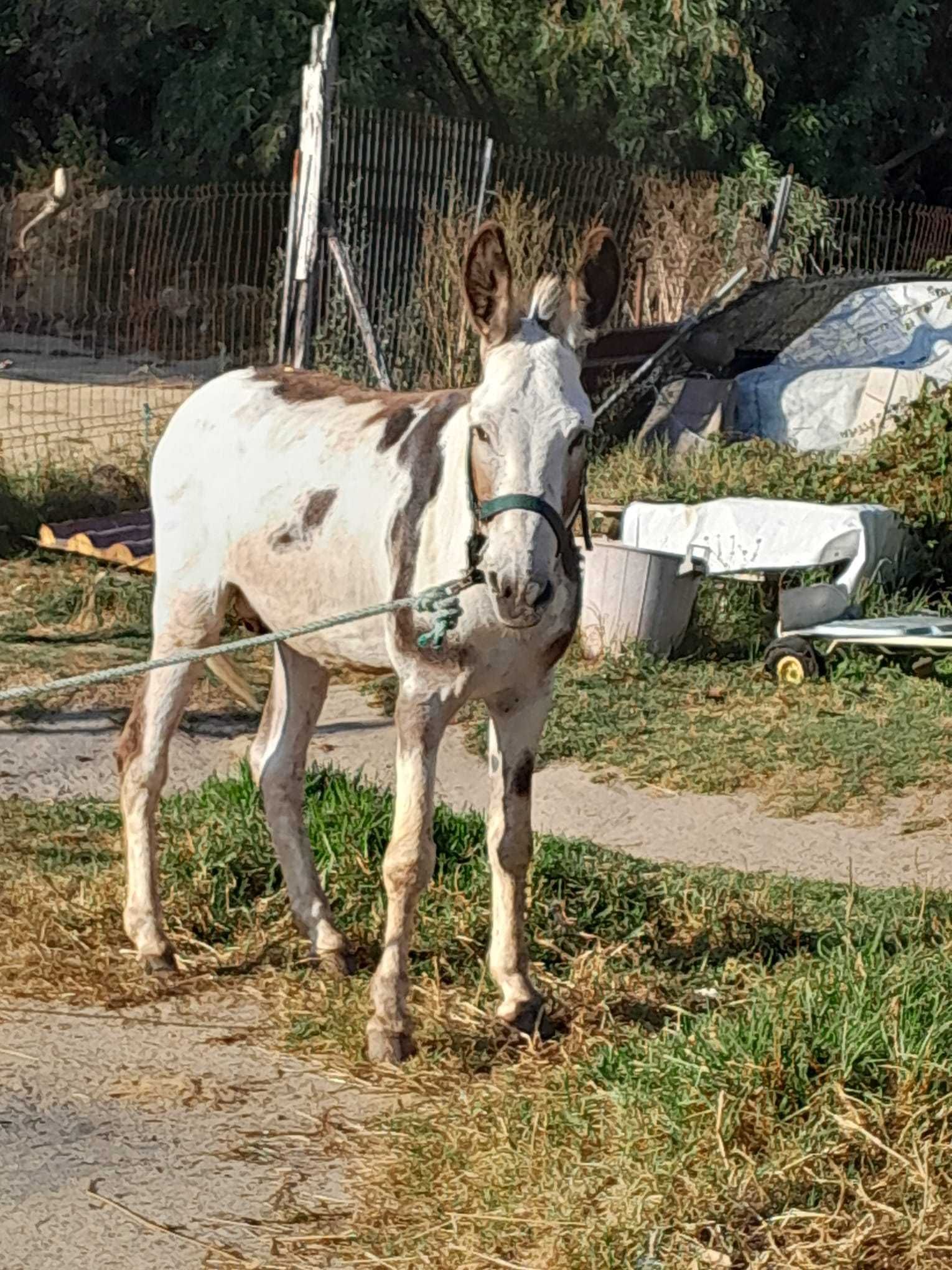 Burro Açoreano