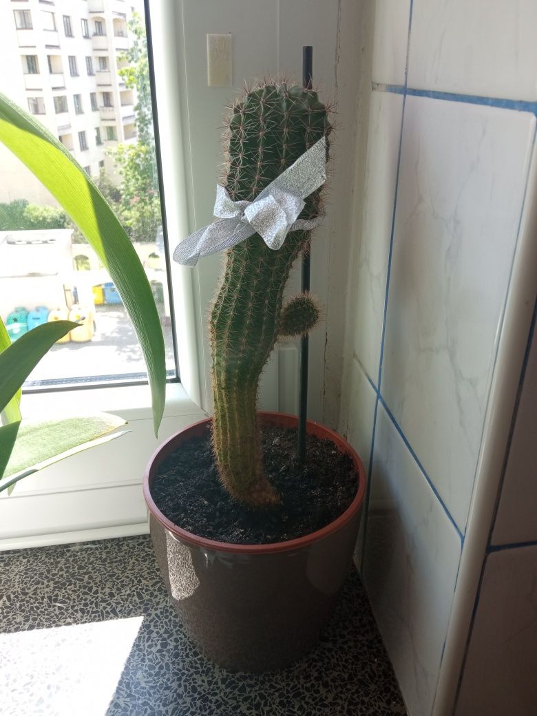 Kaktusy maczuga 45cm.