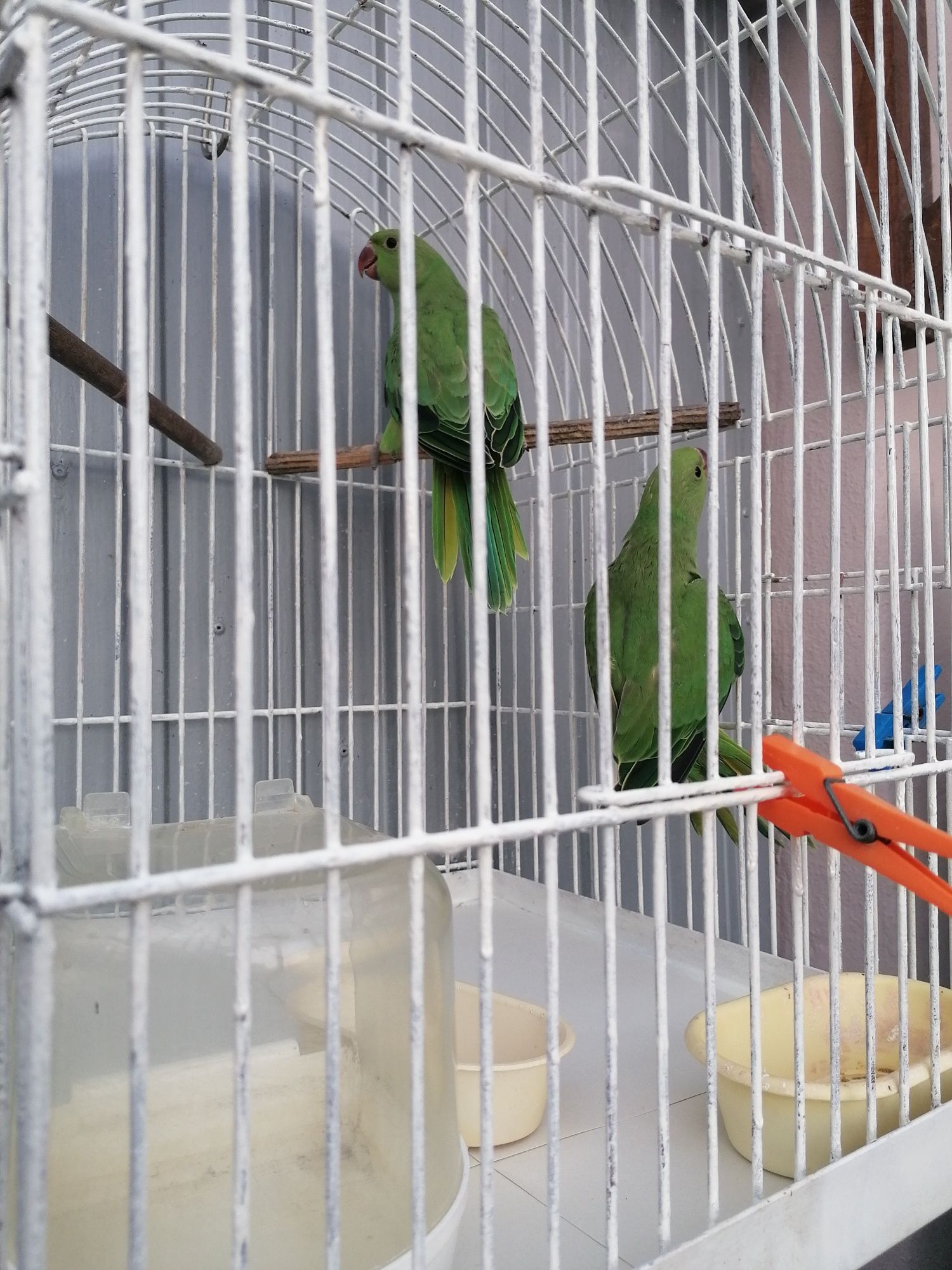 Ringneck Juvenis (Moita)