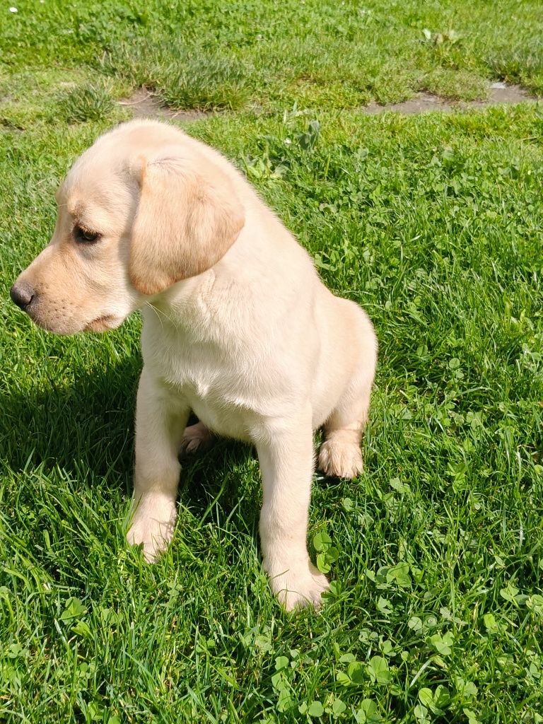 Labrador retriever szczeniak