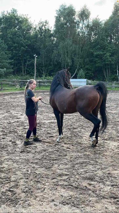 Ogier arabski szuka swojego człowieka