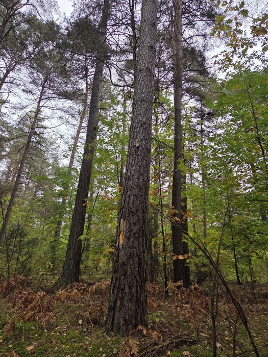 Sosna tartaczna kłoda