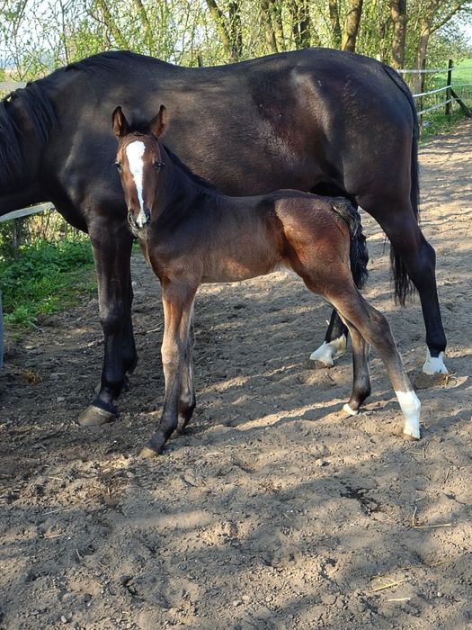 Sprzedam źrebice PKS