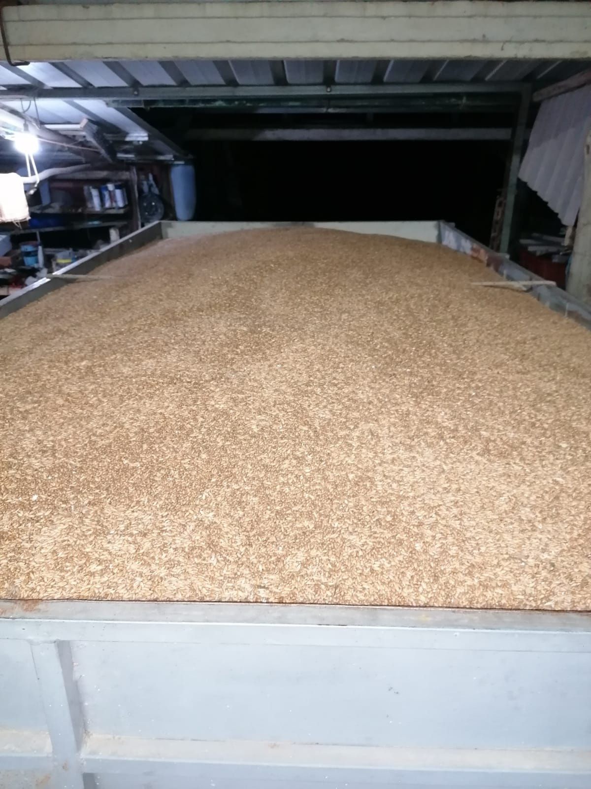 Triticale para alimentação animal