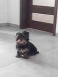 Yorkshire terrier piesek