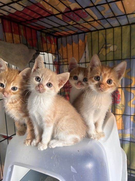 Kociaki do pilnej adopcji