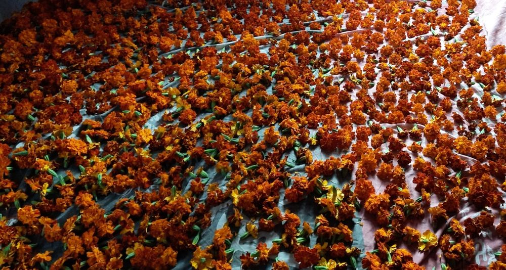 Чорнобривці свіжі та сушені