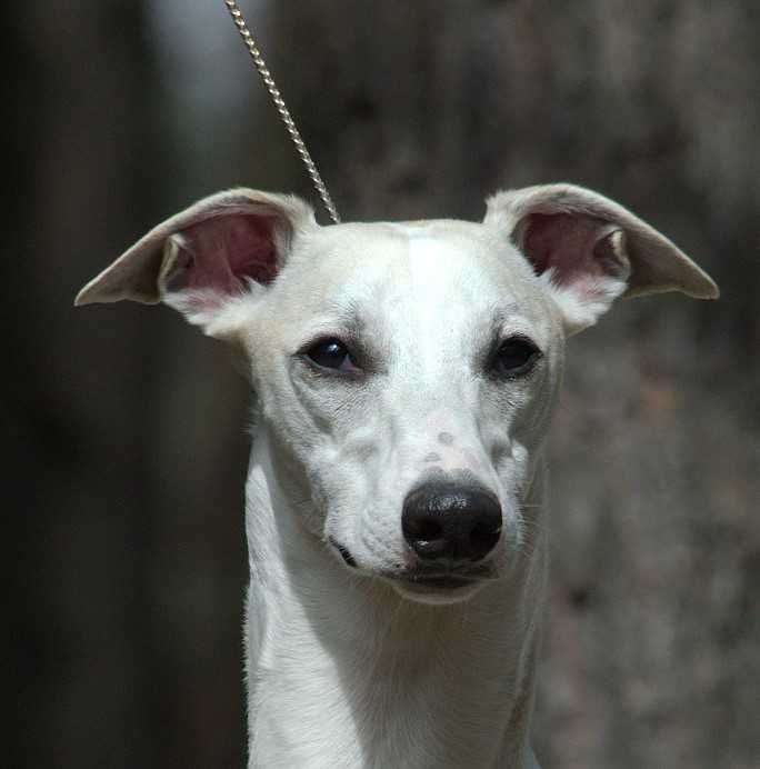 Whippet chart angielski suczka hodowla FCI