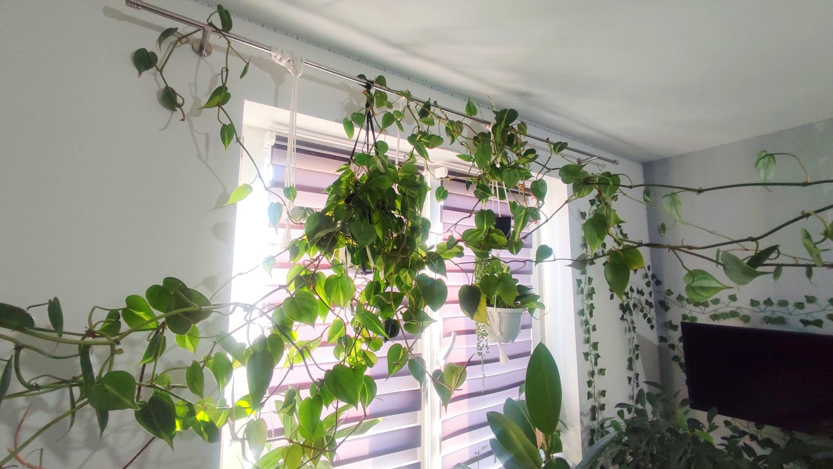 philodendron brasil 5m filodendron epipremnum scandens długie roślina