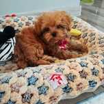 Maltipoo F1 mini suczka z Rodowodem