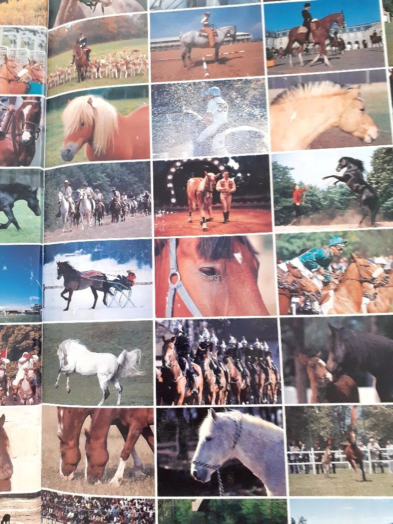 1001 imagens  Cavalos)"