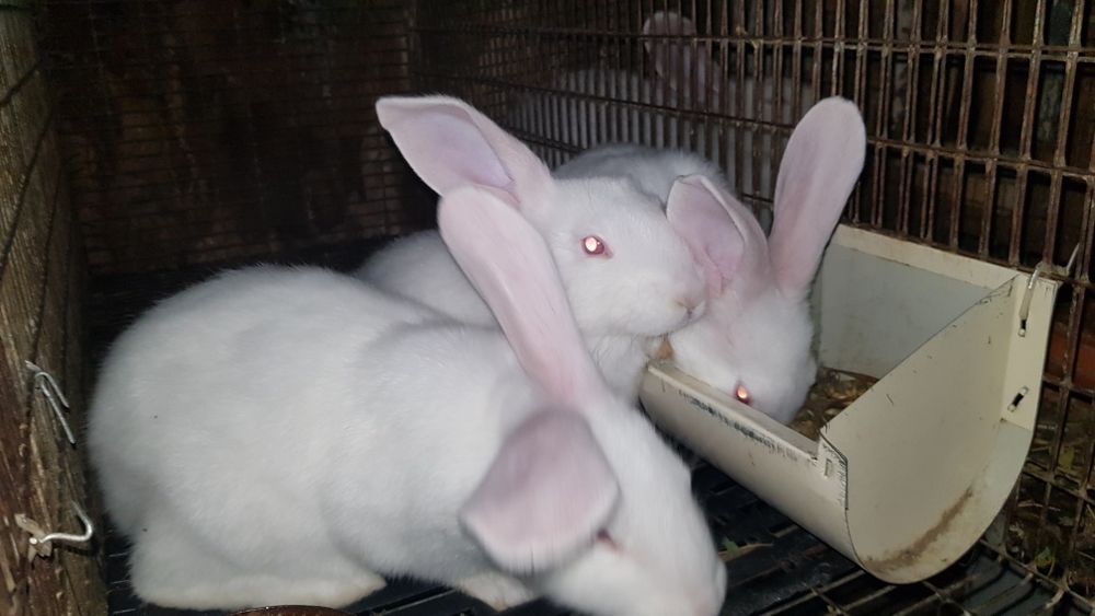 Молоді кролики  Панон