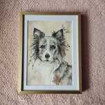 Border collie Blue Merle - oprawiona akwarela