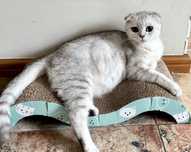 Скотіш фолд кошенята