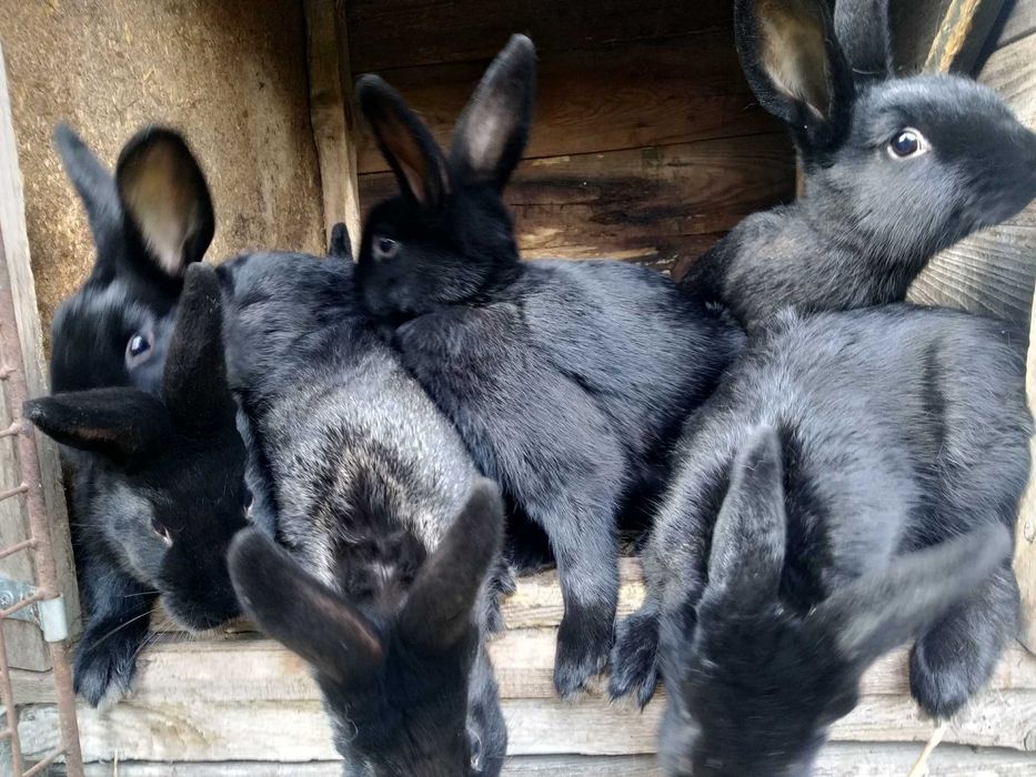 króliki do dalszej hodowli/ wiek 4,5 m-ca