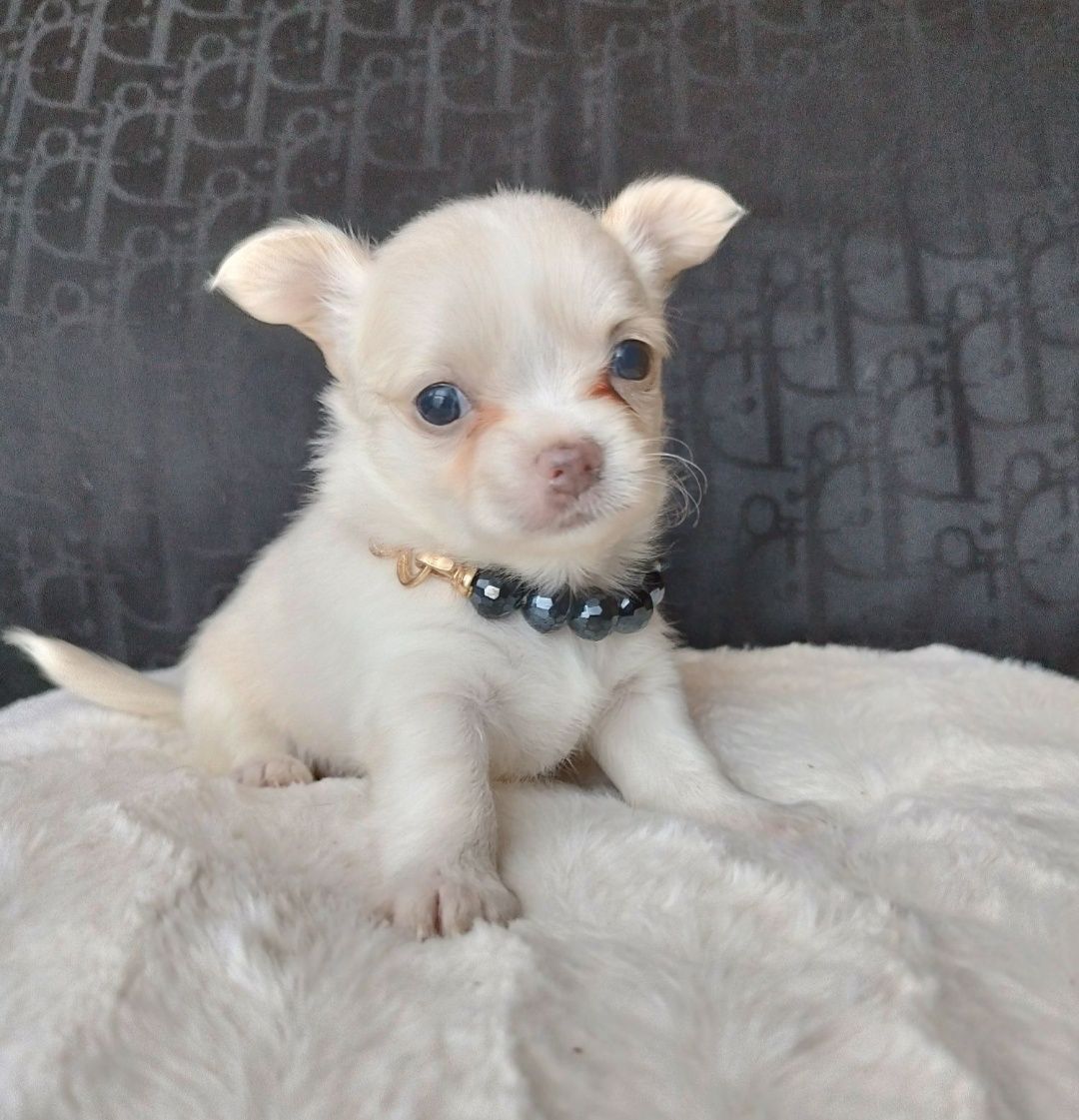 Chihuahua suczka