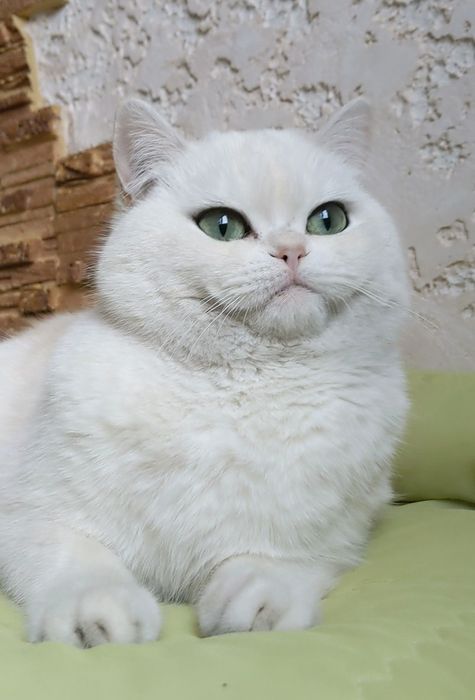 Серебристый шиншила ns 12