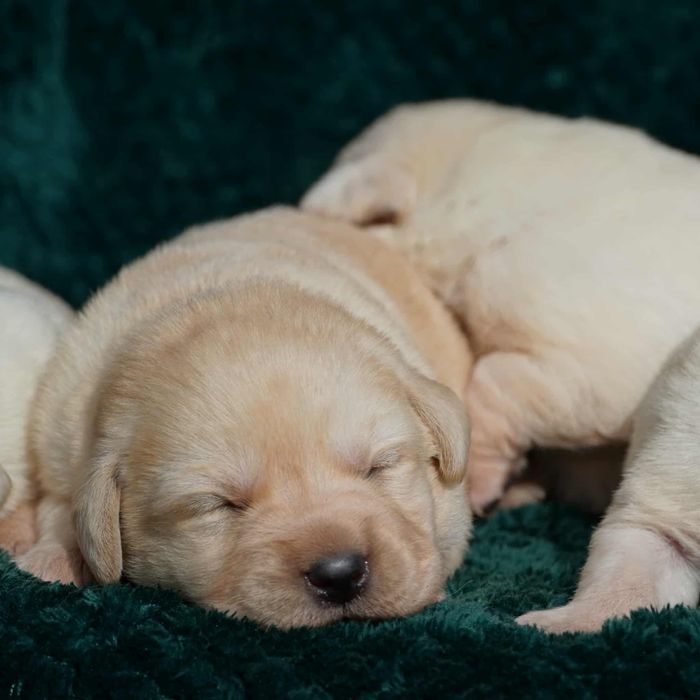 Labrador Reriever FCI ZKwP - BISZKOPTOWY PIES - szczenię