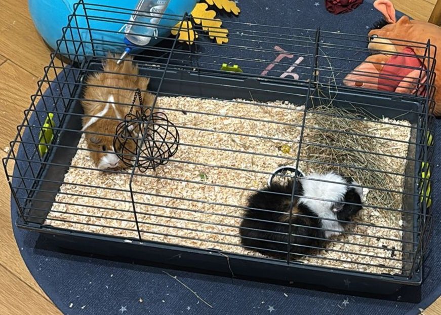 Oddam świni morskie