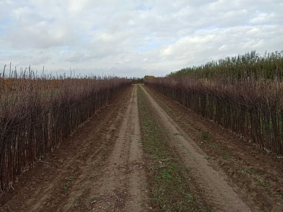 Drzewka owocowe - jabłonie / apple fruit trees