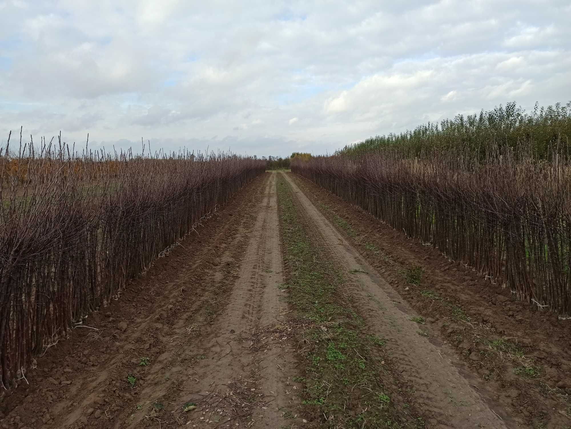 Drzewka owocowe - jabłonie, czereśnie, śliwy - fruit trees