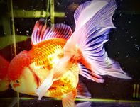 20cm samiec oranda welonek goldfish welon welonka