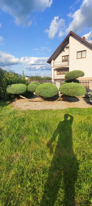 Formowanie żywopłotów i roślin ozdobnych, cięcie roślin przycinanie
