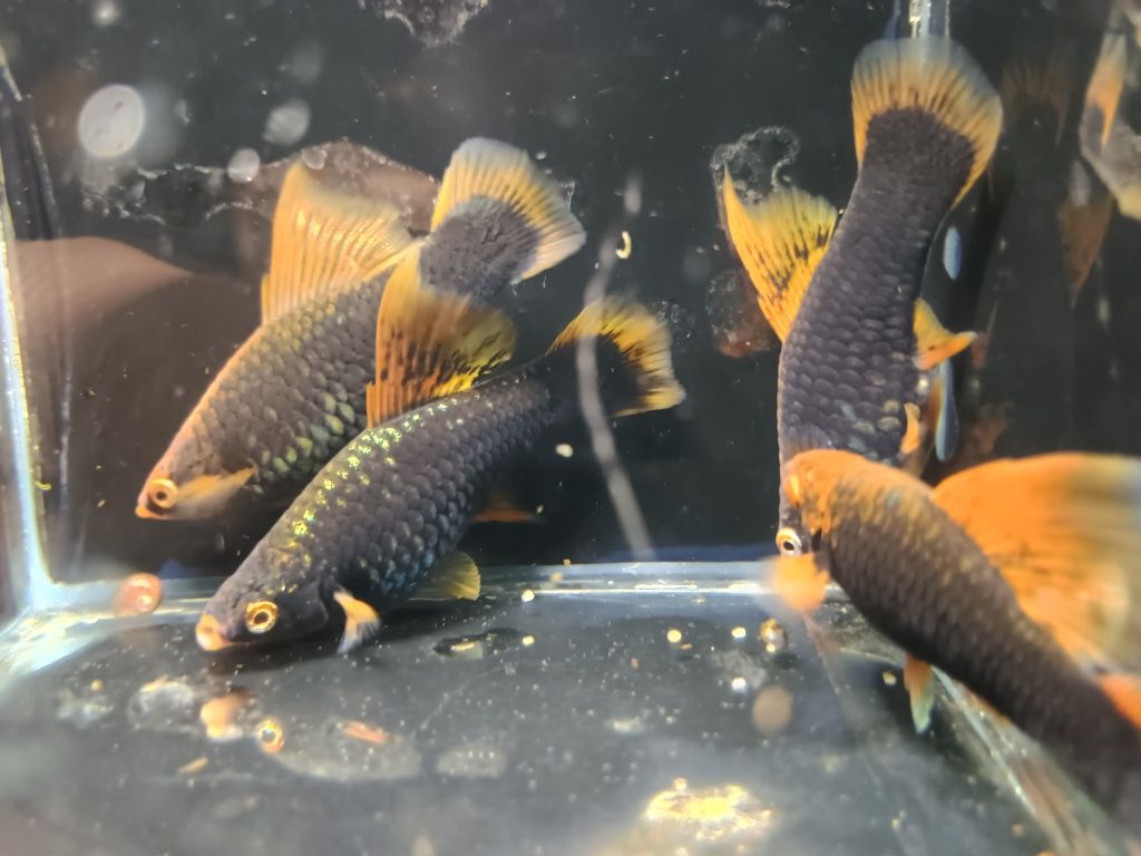 SAMICE  i Samce Mieczyka HAMBURG delta Xiphophorus helleri HAMBURGI