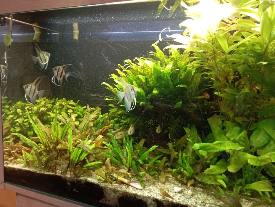 Sprzedam roślinki do akwarium