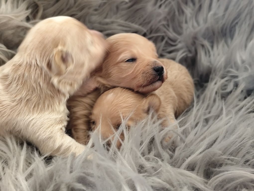 Maltipoo F1   suczka do Rezerwacji