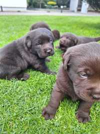 Labrador czekoladowy piesek