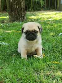 Pug Carlino com Lop