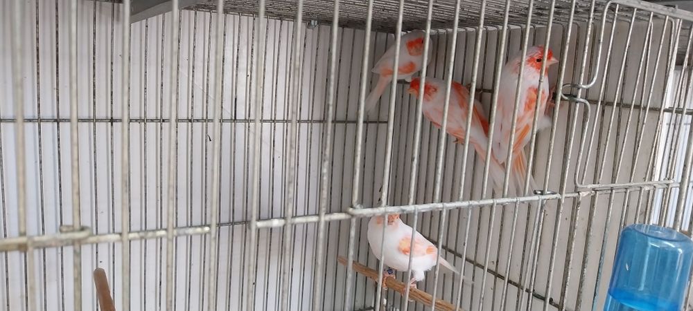 Canários vermelhos mosaico lote