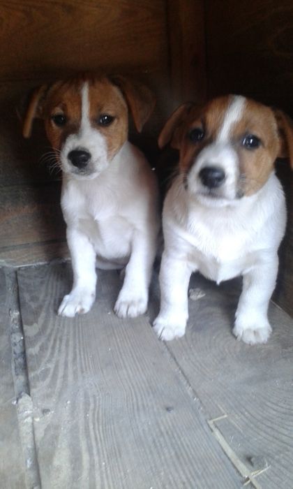 Jack Russell Terrier