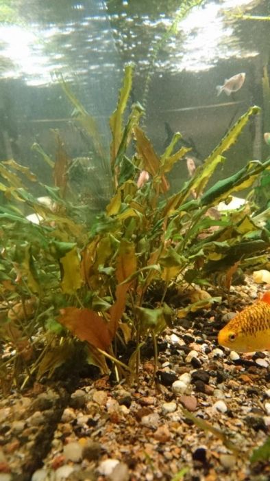 ZWARTKA Cryptocoryne Wendtii sadzonki rośliny Własna Hodowla OKAZJA!!