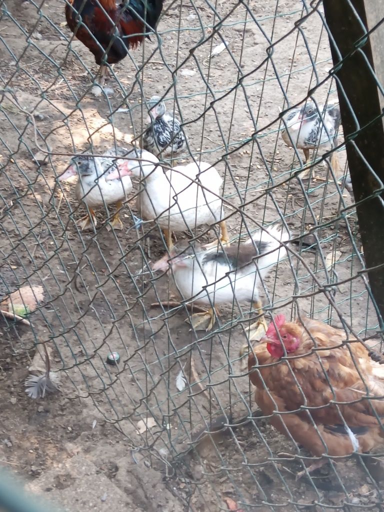 Vende se patos domésticos
