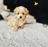 Zjawiskowy Chłopczyk Maltipoo