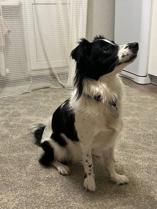 Отдамо в добрі руки ,хорошого хлопчика Амура