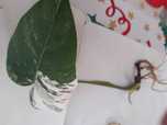 Monstera Variegata - ukorzeniona roślina do przesadzenia