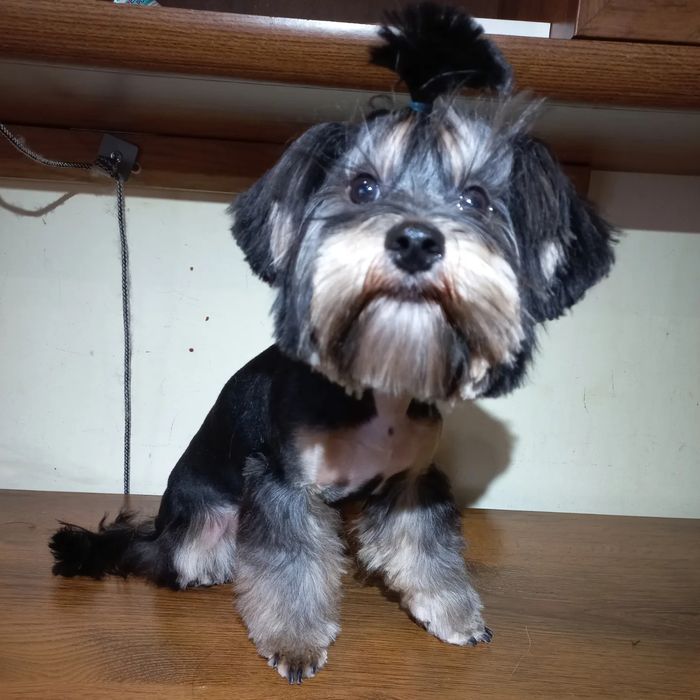 Стрижка собак мелкие и средние породы. Груминг на Кацарской