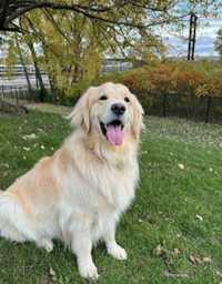 Golden Retriever dorosła SUNIA