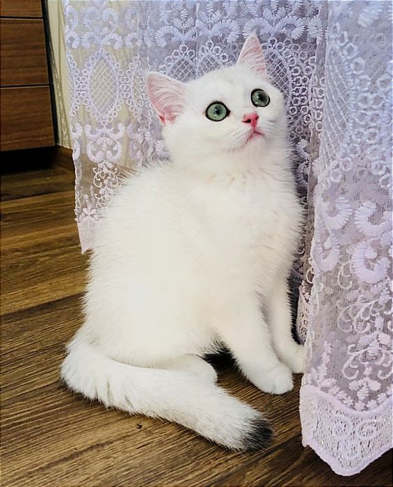 Британська шиншила, дівчинка