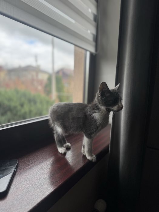 Віддам кошеня в добря руки