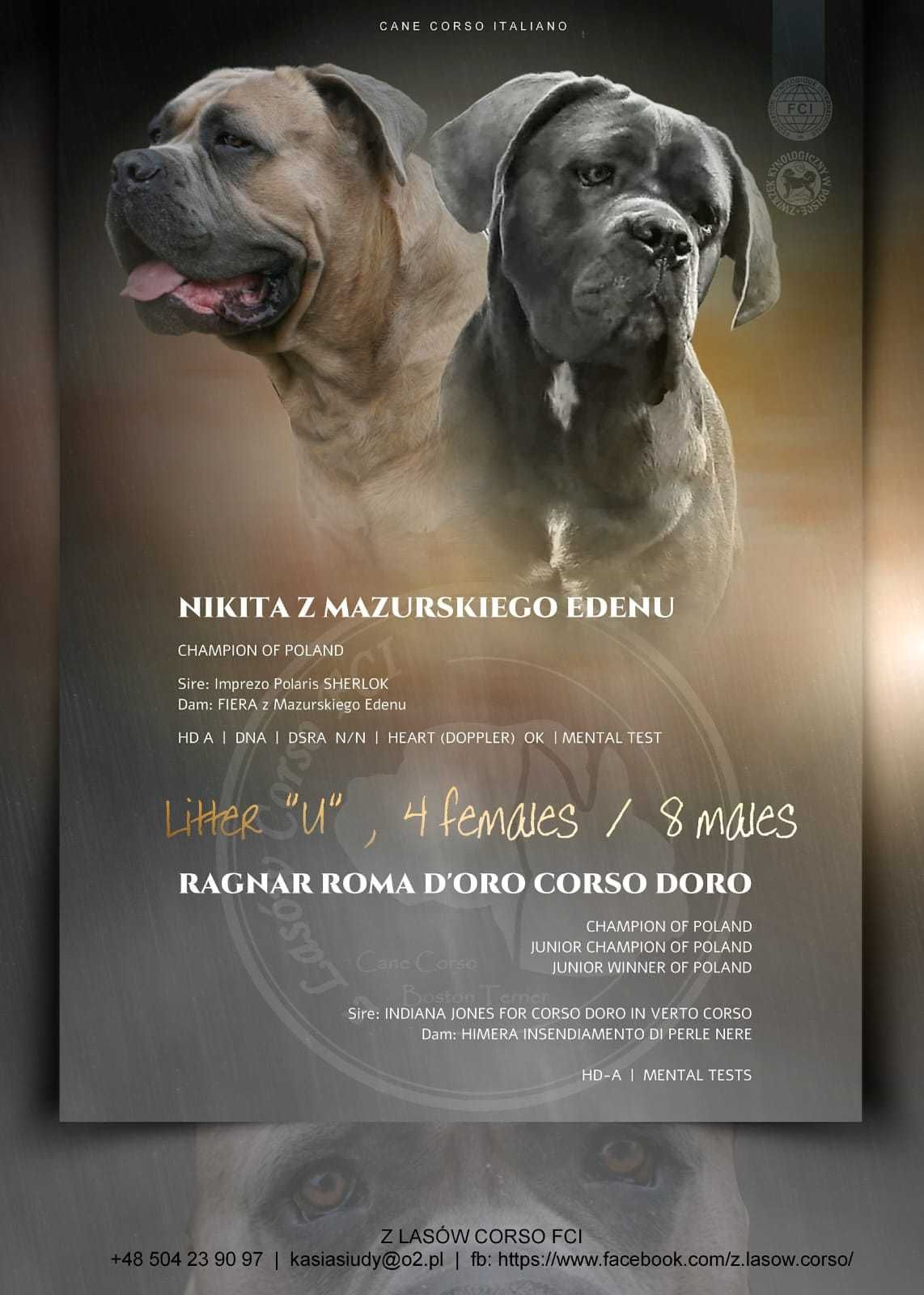 Szary Pręgowany Samiec Cane Corso ZKwP/FCI oddział Wrocław