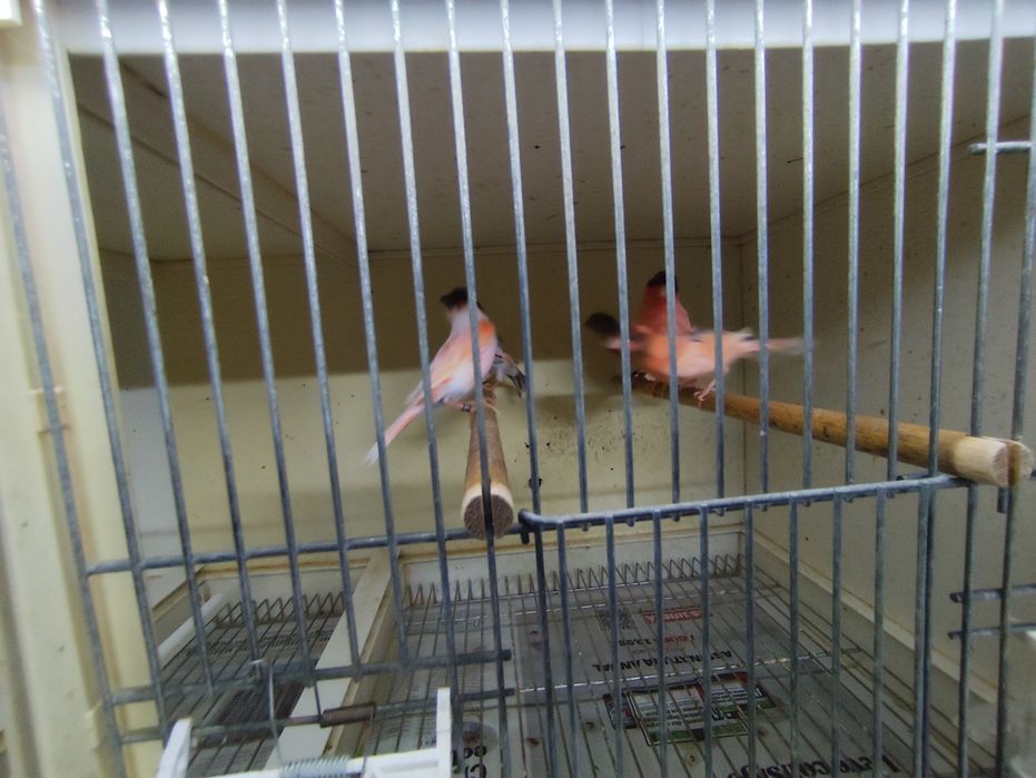 Canários Amarelos