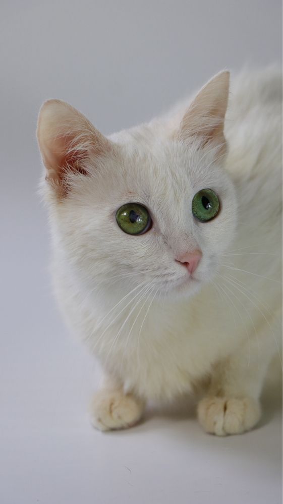 Котеня, котенята, котики, киця, кошка, котята, котик